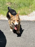 Tank, a male Pembroke Welsh Corgi for sale in Wilbraham, MA – 2 of 6