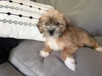 Marshmallow, a female Shihpoo for sale in Hampden, MA – 4 of 8