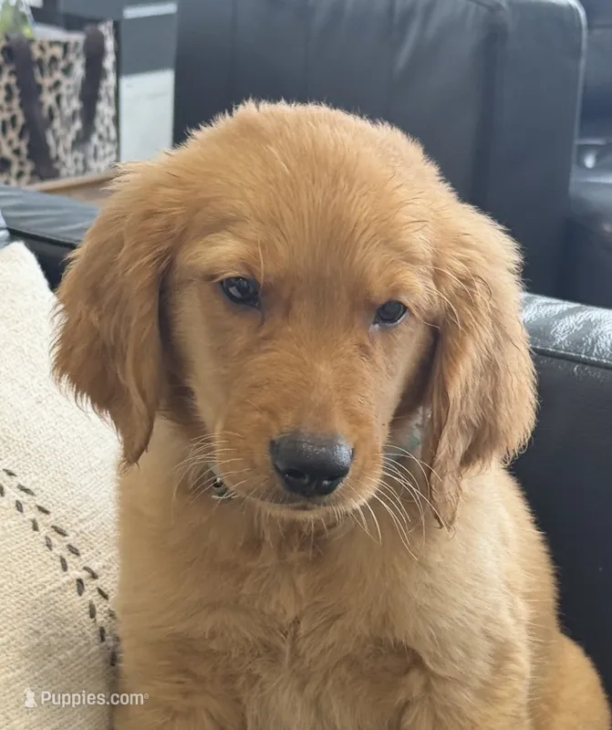 Samson – Golden Retriever, English Cream Golden Retriever puppy for sale in Hampden, MA