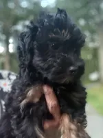 Rosie, a female Miniature Aussiedoodle for sale in Hampden, MA – 5 of 7