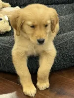 Rosie, a female Golden Retriever and English Cream Golden Retriever for sale in Hampden, MA – 5 of 6