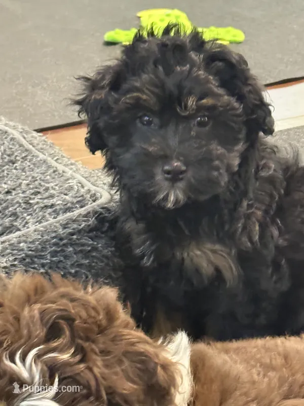 Rosie – Miniature Aussiedoodle puppy for sale in Hampden, MA