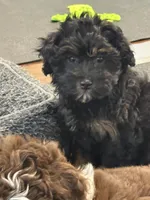 Rosie, a female Miniature Aussiedoodle for sale in Hampden, MA – 1 of 7
