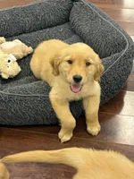 Rosie, a female Golden Retriever and English Cream Golden Retriever for sale in Hampden, MA – 4 of 6