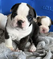Remix, a male French Bulldog for sale in Hampden, MA – 4 of 8