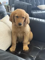 Samson, a male Golden Retriever and English Cream Golden Retriever for sale in Hampden, MA – 3 of 7