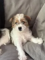 Patches, a male Shihpoo for sale in Hampden, MA – 4 of 8