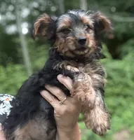 Teddy, a male Yorkshire Terrier for sale in Hampden, MA – 1 of 4