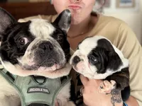 Pumba, a female French Bulldog for sale in Hampden, MA – 8 of 9
