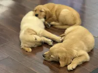 Honey , a female Golden Retriever and English Cream Golden Retriever for sale in Hampden, MA – 3 of 5
