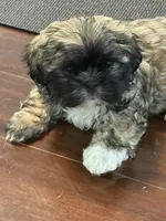 Shaggy, a male Shih Tzu for sale in Hampden, MA – 2 of 8
