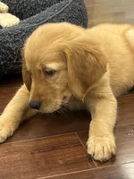 Hawk, a male Golden Retriever and English Cream Golden Retriever for sale in Hampden, MA – 7 of 10