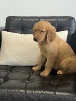 Samson, a male Golden Retriever and English Cream Golden Retriever for sale in Hampden, MA – 5 of 7