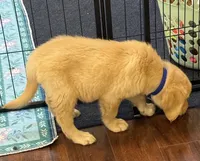 Duke, a male Golden Retriever and English Cream Golden Retriever for sale in Hampden, MA – 5 of 7