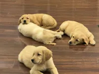 Fern, a female Golden Retriever and English Cream Golden Retriever for sale in Hampden, MA – 3 of 3