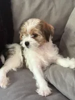 Patches, a male Shihpoo for sale in Hampden, MA – 8 of 8