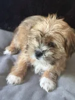 Marshmallow, a female Shihpoo for sale in Hampden, MA – 3 of 8