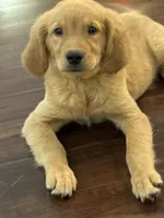 Ellie, a female Golden Retriever and English Cream Golden Retriever for sale in Hampden, MA – 3 of 9