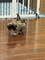 Henry , a male Shih Tzu for sale in Wilbraham, MA – 4 of 5