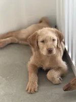 Max, a male Labradoodle and Golden Retriever for sale in Hampden, MA – 2 of 5