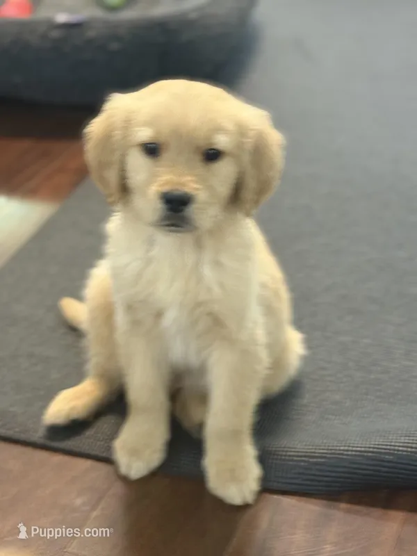 Sunny – Golden Retriever puppy for sale in Wilbraham, MA