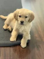 Sunny, a male Golden Retriever for sale in Wilbraham, MA – Photo 3 of 3