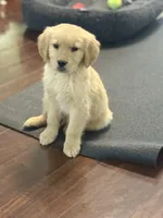 Sunny, a male Golden Retriever for sale in Wilbraham, MA – Photo 2 of 3