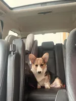 Rocky , a male Pembroke Welsh Corgi for sale in Hampden, MA – 9 of 9