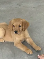 Maple, a male Golden Retriever and English Cream Golden Retriever for sale in Hampden, MA – 3 of 4