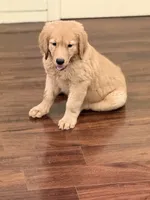 Autumn, a female Golden Retriever and English Cream Golden Retriever for sale in Hampden, MA – 2 of 3