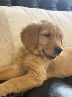 Autumn, a male Golden Retriever and English Cream Golden Retriever for sale in Hampden, MA – 2 of 4