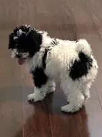 Pierre, a female Poodle - Miniature  for sale in Wilbraham, MA – Photo 3 of 6