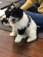 Pierre, a female Poodle - Miniature  for sale in Wilbraham, MA – Photo 2 of 6