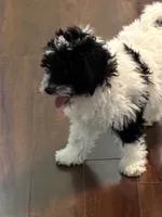 Pierre, a female Poodle - Miniature  for sale in Wilbraham, MA – Photo 4 of 6