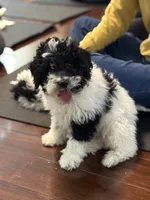 Pierre, a female Poodle - Miniature  for sale in Wilbraham, MA – Photo 1 of 6