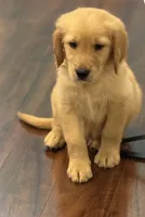 Charlie, a male Golden Retriever and English Cream Golden Retriever for sale in Hampden, MA – 5 of 6