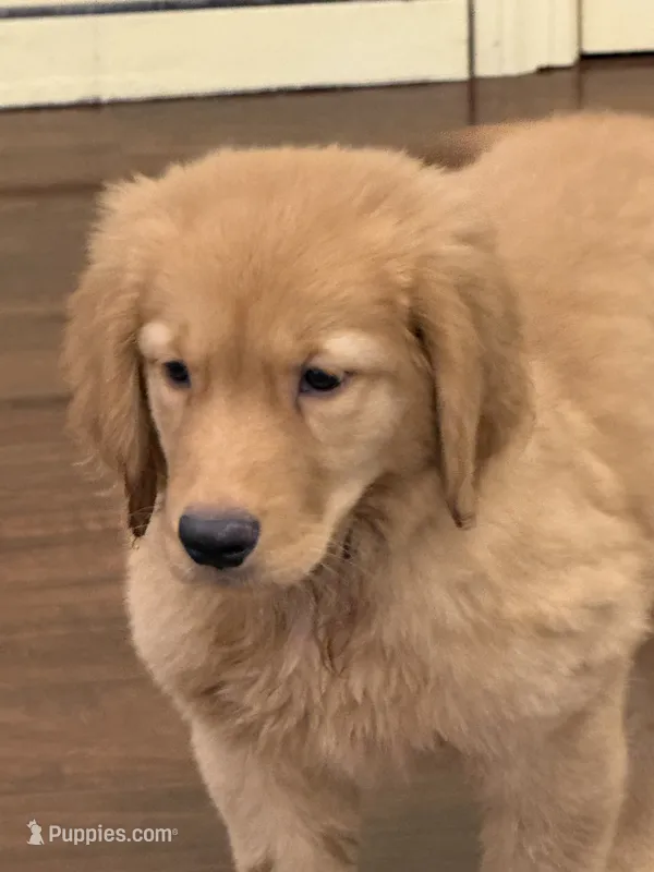 Maple – Golden Retriever, English Cream Golden Retriever puppy for sale in Hampden, MA