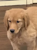 Autumn, a female Golden Retriever and English Cream Golden Retriever for sale in Hampden, MA – 1 of 3