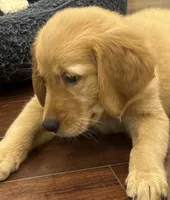 Fenway, a male Golden Retriever and English Cream Golden Retriever for sale in Hampden, MA – 3 of 7