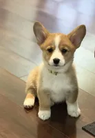 Gigi, a male Pembroke Welsh Corgi for sale in Wilbraham, MA – 3 of 3