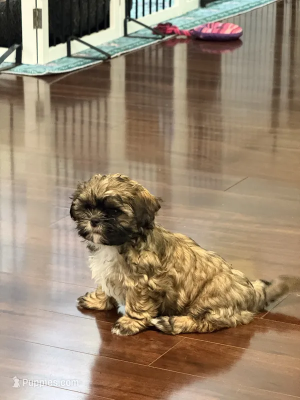 Halo – Shih Tzu puppy for sale in Wilbraham, MA