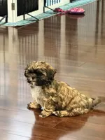 Halo, a female Shih Tzu for sale in Wilbraham, MA – 1 of 5