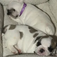 Baby roxie, a female French Bulldog for sale in Hampden, MA – 3 of 8