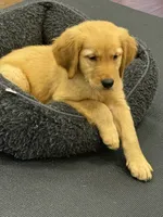 Bear, a male Golden Retriever and English Cream Golden Retriever for sale in Hampden, MA – 2 of 3