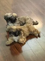 Shaggy, a male Shih Tzu for sale in Hampden, MA – 6 of 8