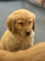 Maple, a female Golden Retriever and English Cream Golden Retriever for sale in Hampden, MA – 4 of 5