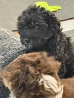 Rosie, a female Miniature Aussiedoodle for sale in Hampden, MA – 7 of 7