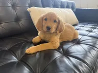 Spicy , a female Golden Retriever and English Cream Golden Retriever for sale in Hampden, MA – 3 of 3