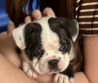 Remix, a male French Bulldog for sale in Hampden, MA – 6 of 8