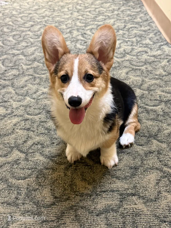 Rocky – Pembroke Welsh Corgi puppy for sale in Wilbraham, MA